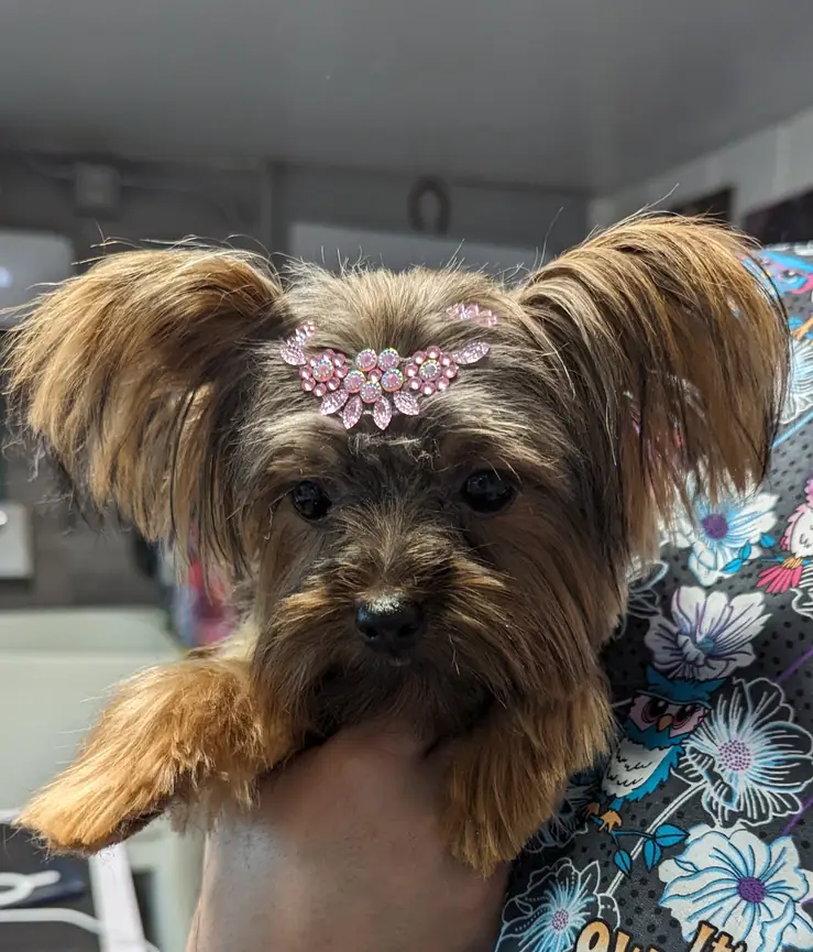 A Yorkshire terrier with a pink rhinestone bow, held by a groomer in a floral scrub top