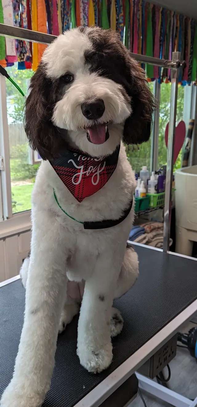 A black and white sheepadoodle sitting on the grooming table after a full groom, wearing a red plaid bandana