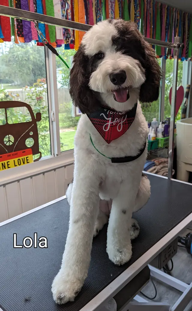 Dog Nail Trims Between Grooms: How Short and How Often